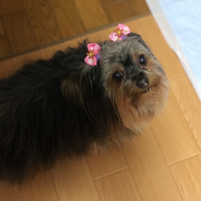 シホノサザンクロスのカバー写真