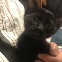 可愛い黒猫ちゃんの里親さん募集してます！