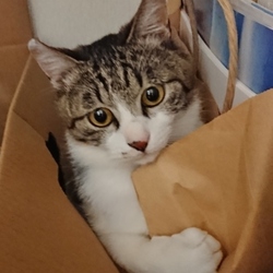 「白血病の友くん、その後。」サムネイル1