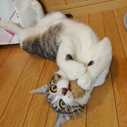 「白血病の友くん、その後。」サムネイル2