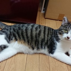 「白血病の友くん、その後。」サムネイル3