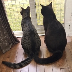 「元野良猫が最愛の家族に。」サムネイル1