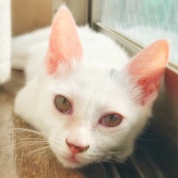 吉田テト