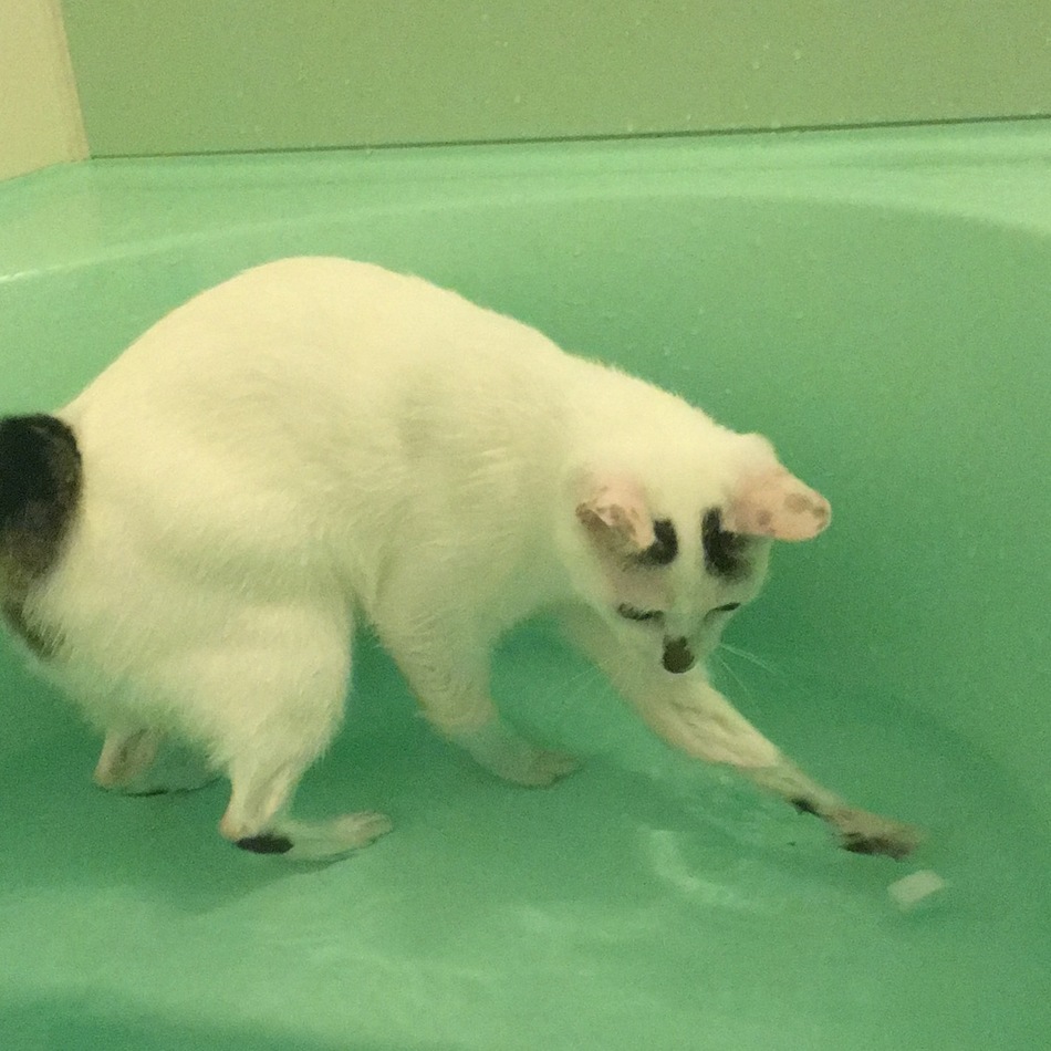 雪見のカバー写真