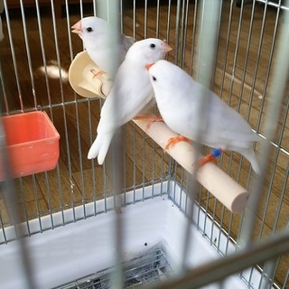 白錦華鳥の幼鳥、里親募集