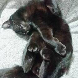 「元野良猫が最愛の家族に。」サムネイル3