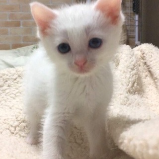 正式譲渡♥もちくん