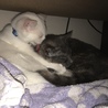 ぺろぺろ毛づくろい♡