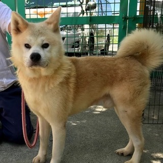 ☆４８２　おとなしい秋田犬