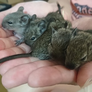 H30.7.20生まれ、デグーマウスの赤ちゃん！