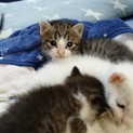 とっても可愛い子猫たちです！