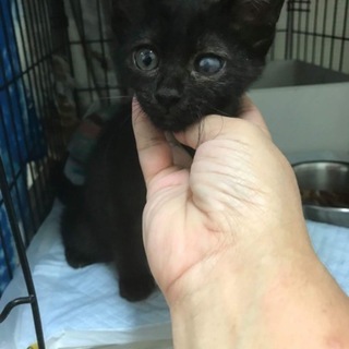 ◆◆◆緊急募集◆◆◆小さな黒猫 SOS