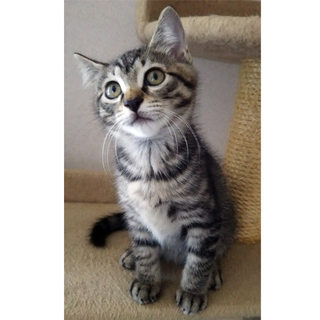 可愛いふわふわ3兄妹★ソイくん