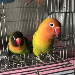 鳥 に該当するお悩み相談 6ページ目 ペットのおうち 月間利用者150万人