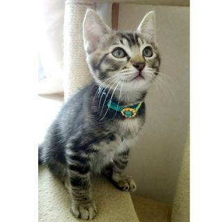 可愛いふわふわ3兄妹★トイくん