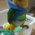 ズグロシロハラインコ♀3歳