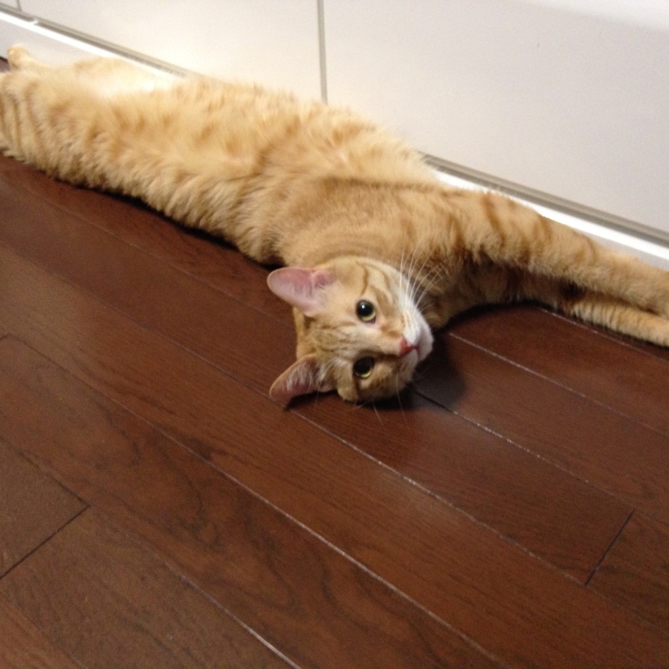 風助のカバー写真