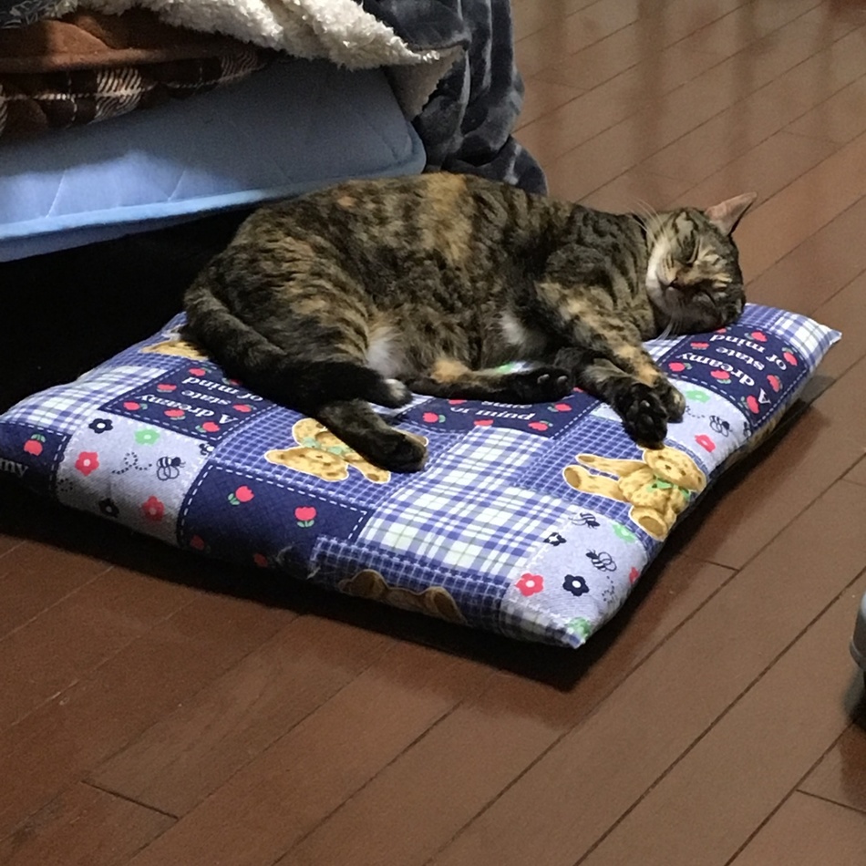 チコのカバー写真