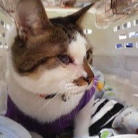 にゃあにゃ（ルーク）