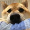 の写真