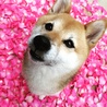 の写真