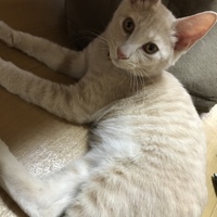 はる