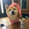 の写真