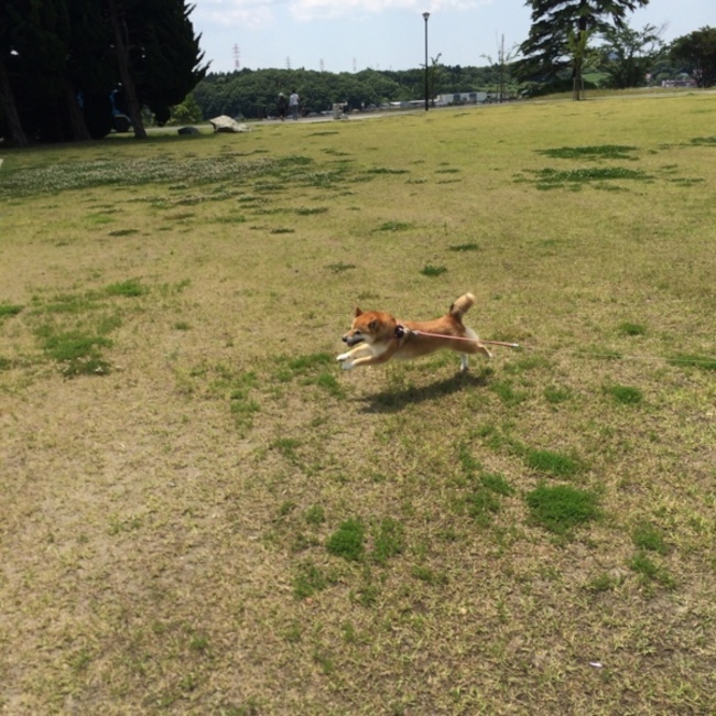 yuki-kotaumeのカバー写真