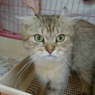 アメリカンカール☆かえで☆女の子・3歳・中長毛