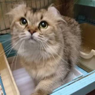 アメリカンカール☆むくちゃん☆女の子・5歳・中長毛