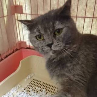 ブリティッシュS☆たらこちゃん☆女の子3歳