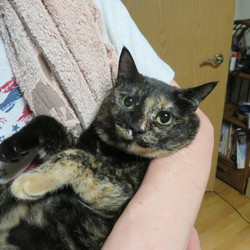 「女はやさしく　男はきびしく！」サムネイル1