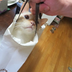 「女はやさしく　男はきびしく！」サムネイル2