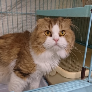 スコF★たけと★男の子・半折耳・長毛・４歳