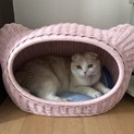 折れ耳お顔まん丸ちゃん