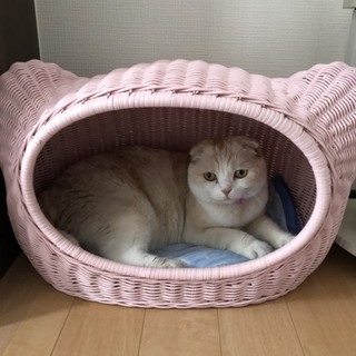 折れ耳お顔まん丸ちゃん