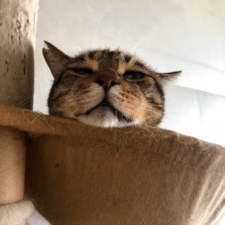 とっても甘えん坊！ 保健所から命をつないだ女の子！