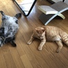 とゆあと