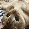 つぼこ
