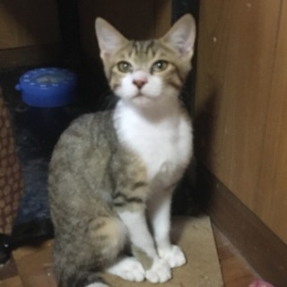 かわいいサバシロの赤ちゃんです