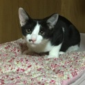 黒白の猫ちゃんです