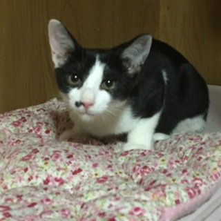 黒白の猫ちゃんです