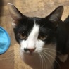 黒白の猫ちゃんです サムネイル2