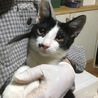 黒白の猫ちゃんです サムネイル3