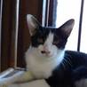 黒白の猫ちゃんです サムネイル4