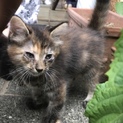 産まれて2週間の赤ちゃん猫