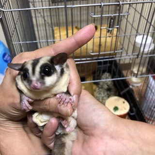 モモンガ姉妹募集いたします。