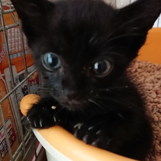 クロネコちゃん