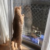 お外を眺めてるチャチャ