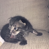 ミー